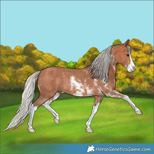 Horse Color:Silver Bay Sabino Splash Rabicano 