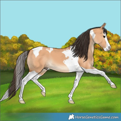 Horse Color:Bay Dun Splash Tobiano 