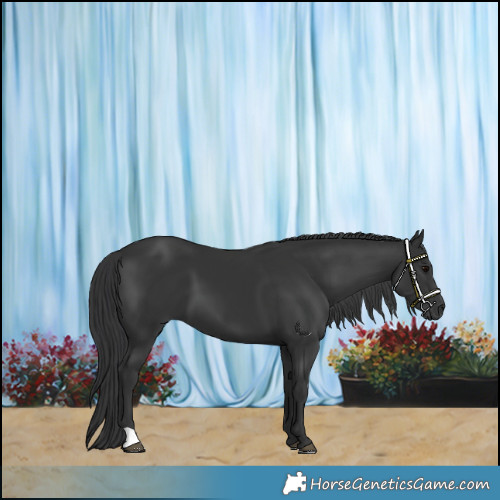 Horse Color:Black 