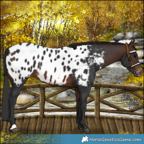 Horse Color:Brown Near Leopard 