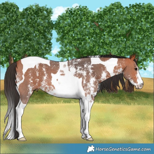 Horse Color:Bay Sabino Tobiano