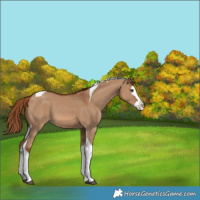 Horse Color:Red Dun Splash Tobiano 