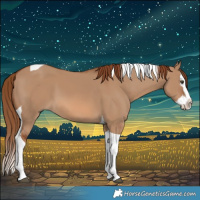Horse Color:Red Dun Splash Tobiano 