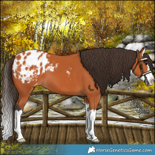 Horse Color:Bay Splash Appaloosa 