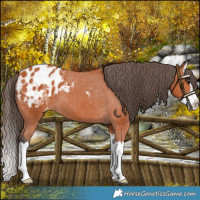 Horse Color:Bay Splash Blanket 