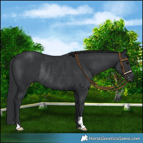 Horse Color:Black Rabicano 