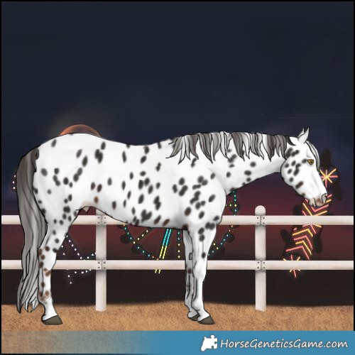 Horse Color:Liver Chestnut Leopard