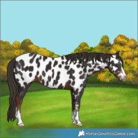 Horse Color:Liver Chestnut Near Leopard