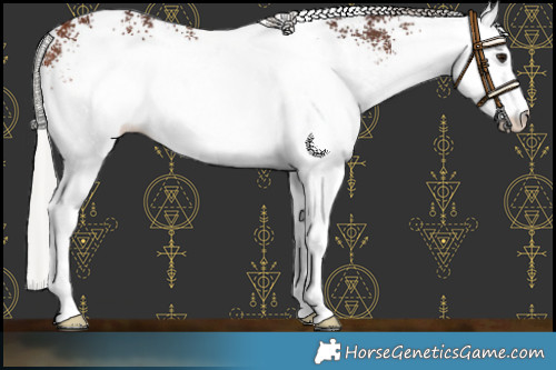 Horse Color:White Spotted Silver Brown Rabicano 