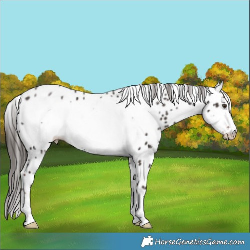 Horse Color:Liver Chestnut Frame Appaloosa