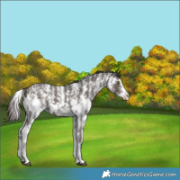 Horse Color:Liver Chestnut Sabino