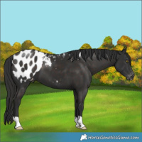 Horse Color:Liver Chestnut Blanket 