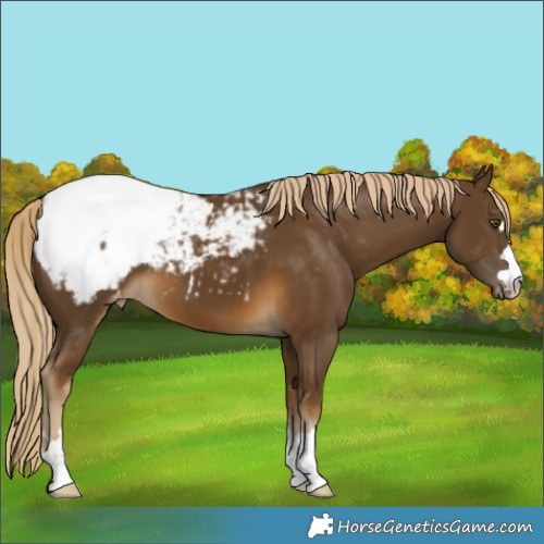 Horse Color:Chocolate Palomino Appaloosa 