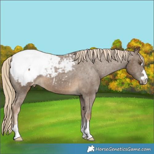 Horse Color:Chocolate Palomino Snowcap