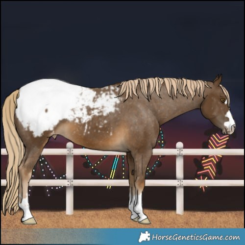 Horse Color:Chocolate Palomino Snowcap