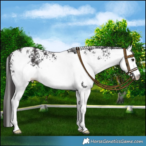 Horse Color:White Spotted Smoky Black 