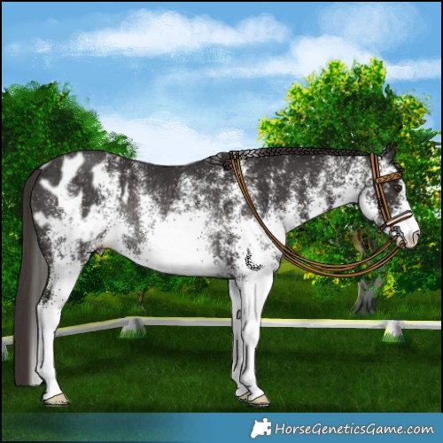 Horse Color:White Spotted Liver Chestnut Appaloosa Rabicano 