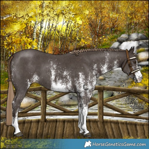 Horse Color:White Spotted Liver Chestnut