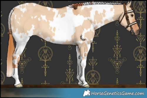 Horse Color:White Spotted Red Dun 