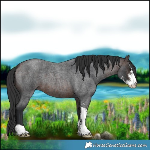 Horse Color:Bay Roan Sabino