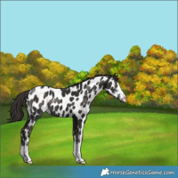 Horse Color:Liver Chestnut Near Leopard 