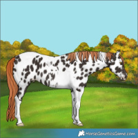 Horse Color:Liver Chestnut Tobiano Near Leopard 