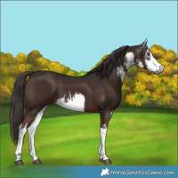 Horse Color:Gray White Spotted Liver Chestnut