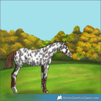 Horse Color:Liver Red Roan Leopard