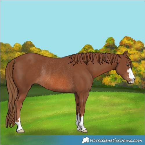 Horse Color:Chestnut Rabicano 