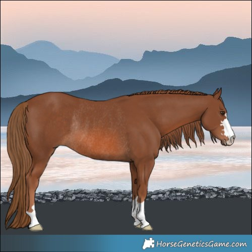 Horse Color:Chestnut Rabicano