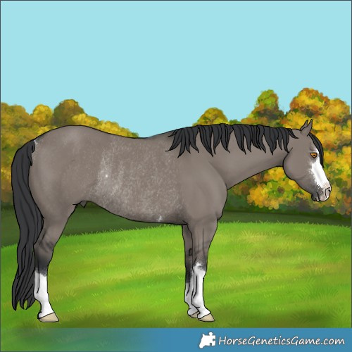 Horse Color:Grullo Rabicano