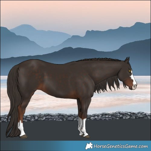Horse Color:Liver Chestnut 