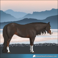 Horse Color:Liver Chestnut 