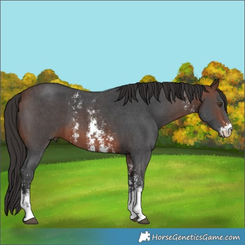 Horse Color:Brown Sabino 