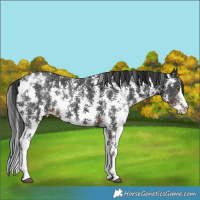Horse Color:Liver Chestnut Sabino 