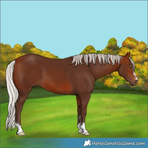 Horse Color:Silver Bay 