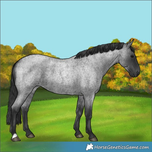 Horse Color:Blue Roan 