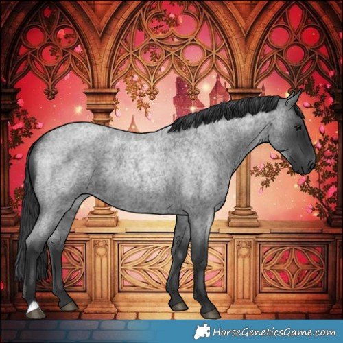 Horse Color:Blue Roan 