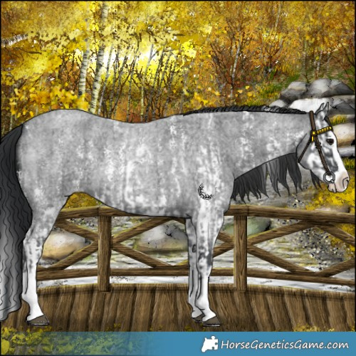 Horse Color:Blue Roan Sabino Splash and Blue Roan Sabino Splash