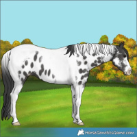 Horse Color:Black Tobiano Near Leopard 