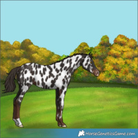 Horse Color:Liver Chestnut Near Leopard