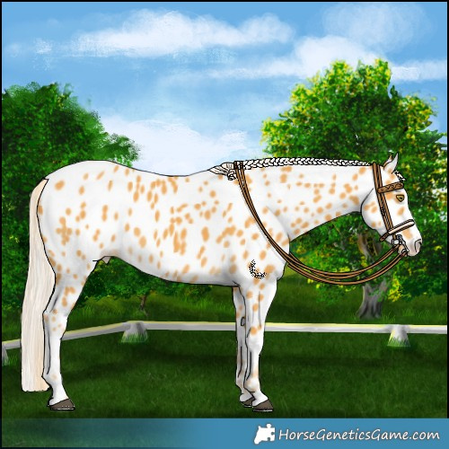Horse Color:Palomino Near Leopard 