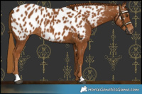 Horse Color:Gray Chestnut Near Leopard
