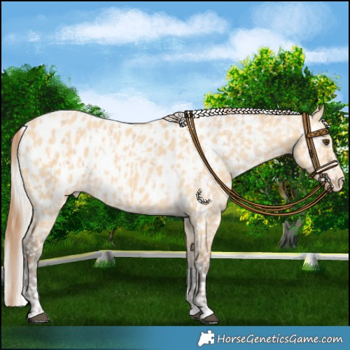 Horse Color:Red Dun Blanket and Silver Buckskin Near Leopard