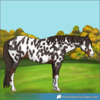 Horse Color:Liver Chestnut Near Leopard 