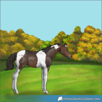 Horse Color:Brown Tobiano 