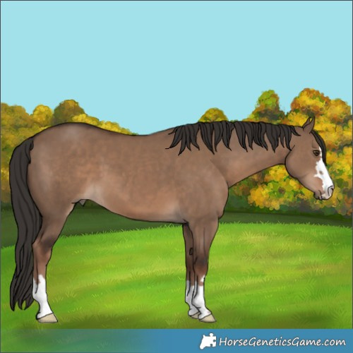 Horse Color:Liver Red Dun 