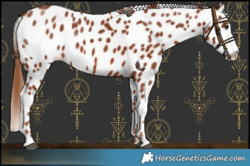 Horse Color:Chestnut Appaloosa 