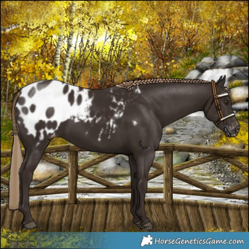 Horse Color:Liver Chestnut Appaloosa 