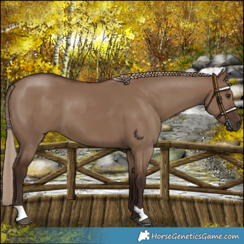 Horse Color:Liver Red Dun 